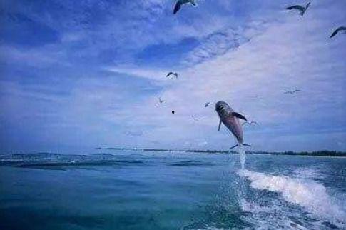 娱乐吃瓜酱飞鸟与鱼,娱乐吃瓜酱的甜蜜邂逅  第2张