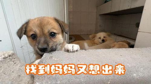 娱乐吃瓜酱中狗妈,娱乐吃瓜酱中的明星宠妈故事  第2张